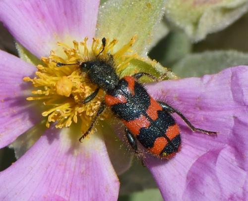 Réf. 229 419 : Trichodes alvearius